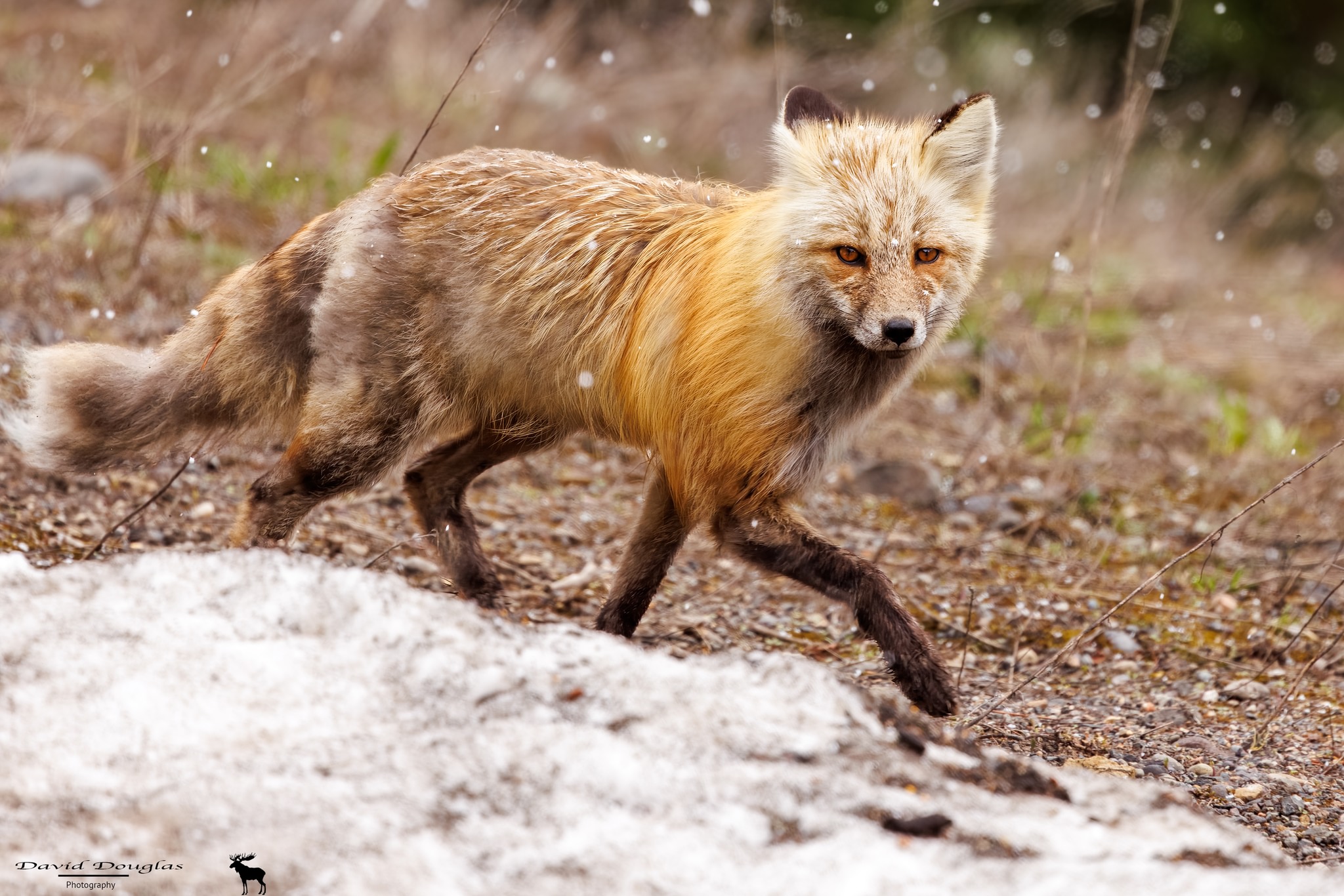 Another fox from Saturday in Lamar Valley