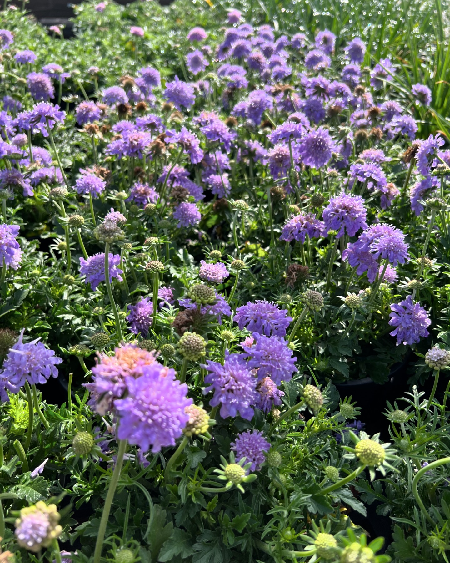 Meet the beloved perennial, Pin... - The Flower Ranch