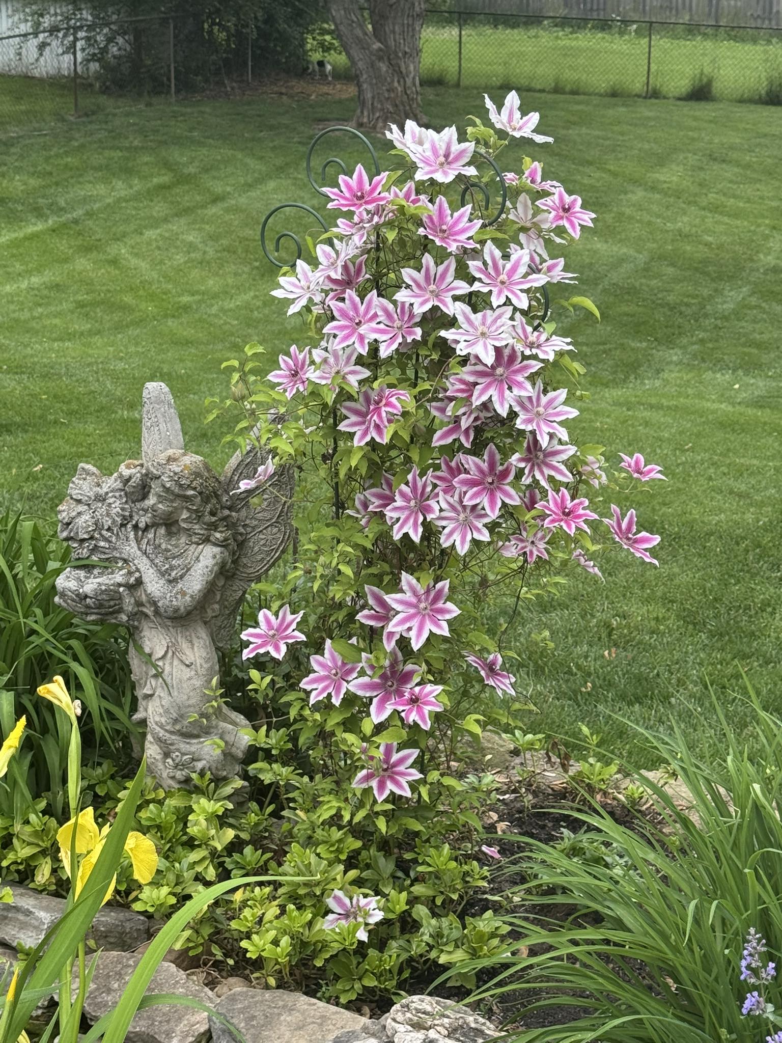Pink clementine blooms at the back of our pond