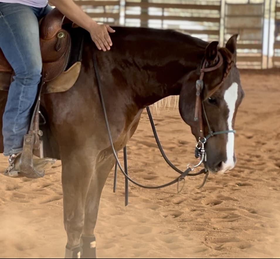 Ranch One Eleven Equine Medical Boarding | Colbert GA