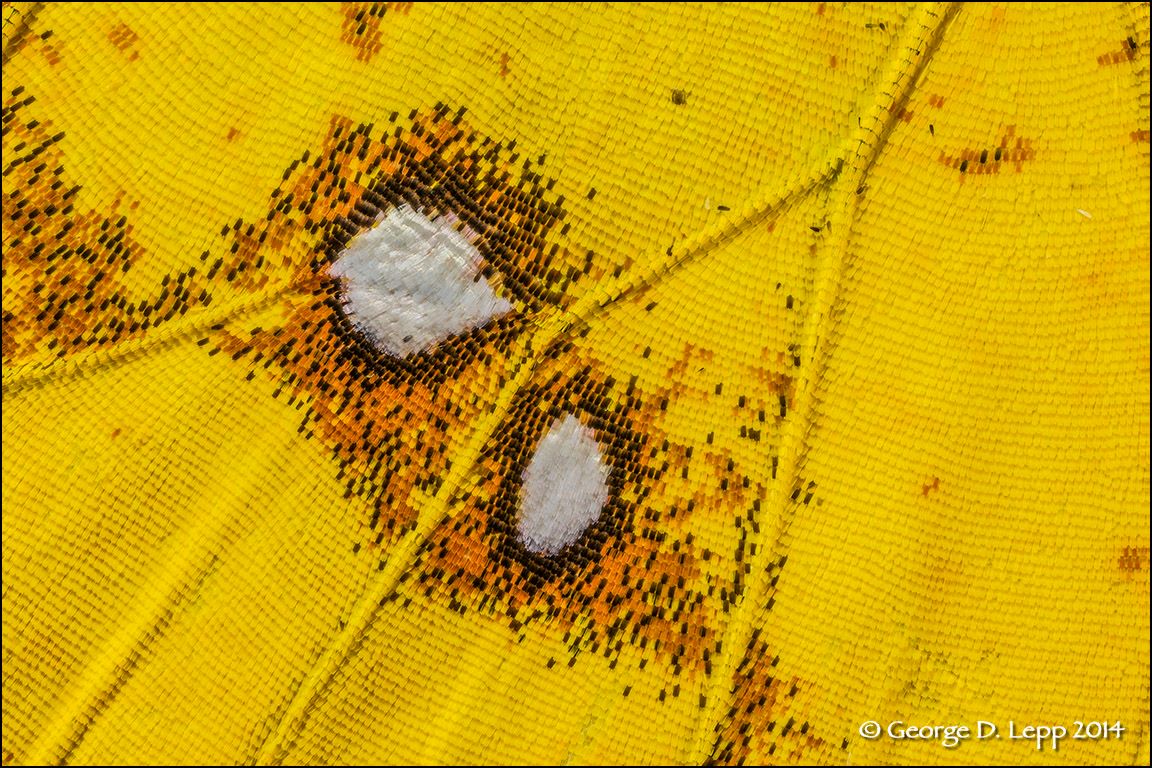 Capturing a Smaller World: Flower and... - George Lepp Images