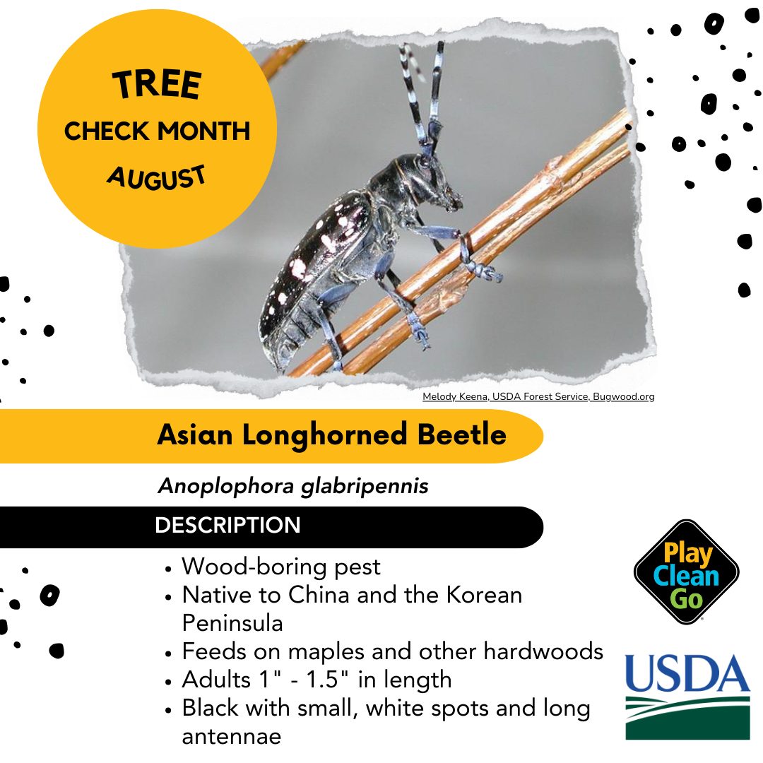 PlayCleanGo - 🌳 August is Tree Check Month! The U.S....