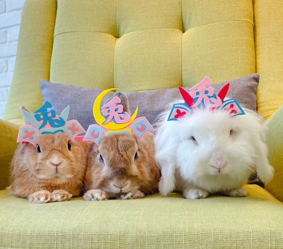 偷刀+暖陽的快樂天地 - We are bunny warriors!! 你們見過兔兔武士隊嗎？🤣🤣🤣😍😍😍 -... | Facebook