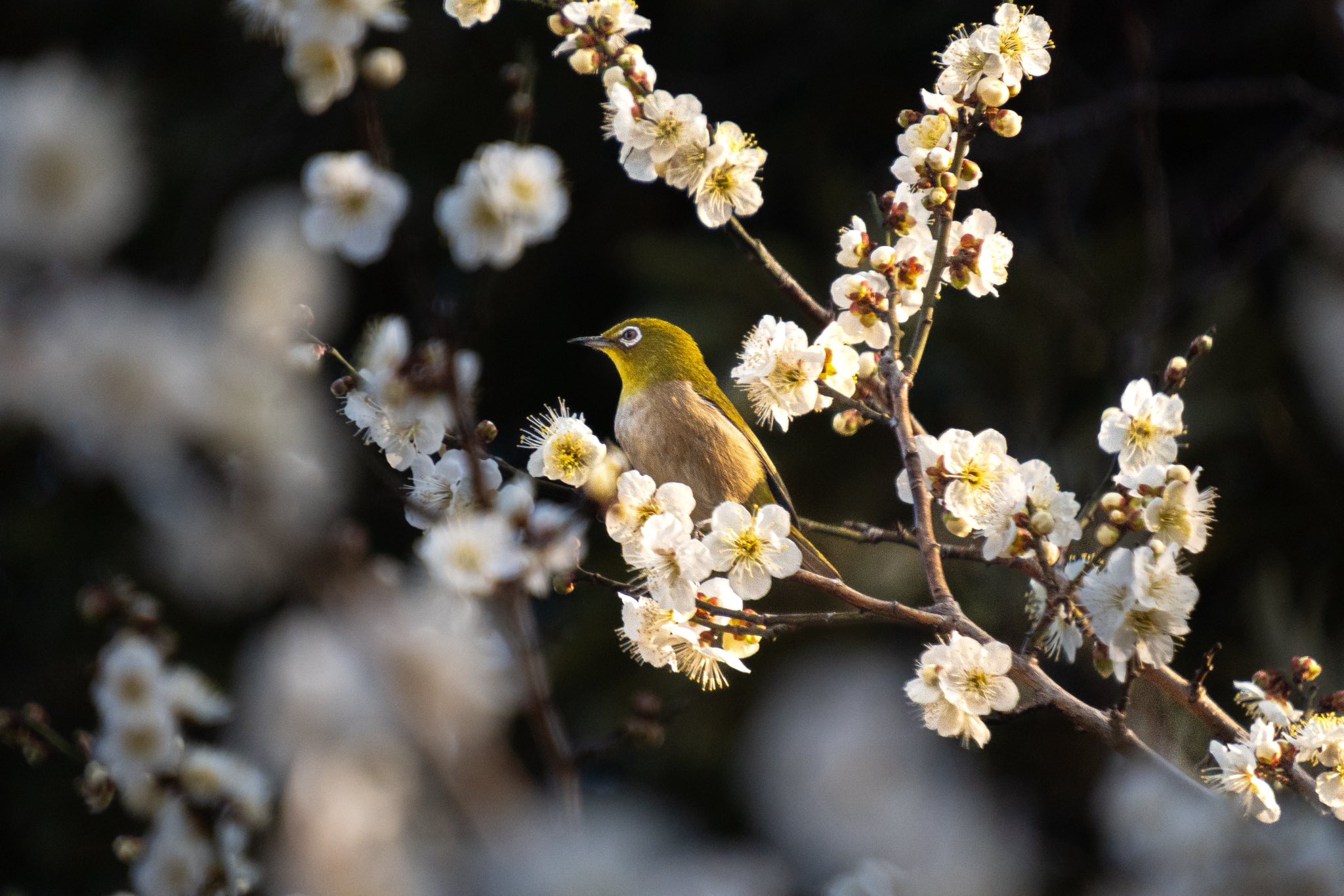 Ume / #梅 or Japanese apricot starts blooming in late winter, it