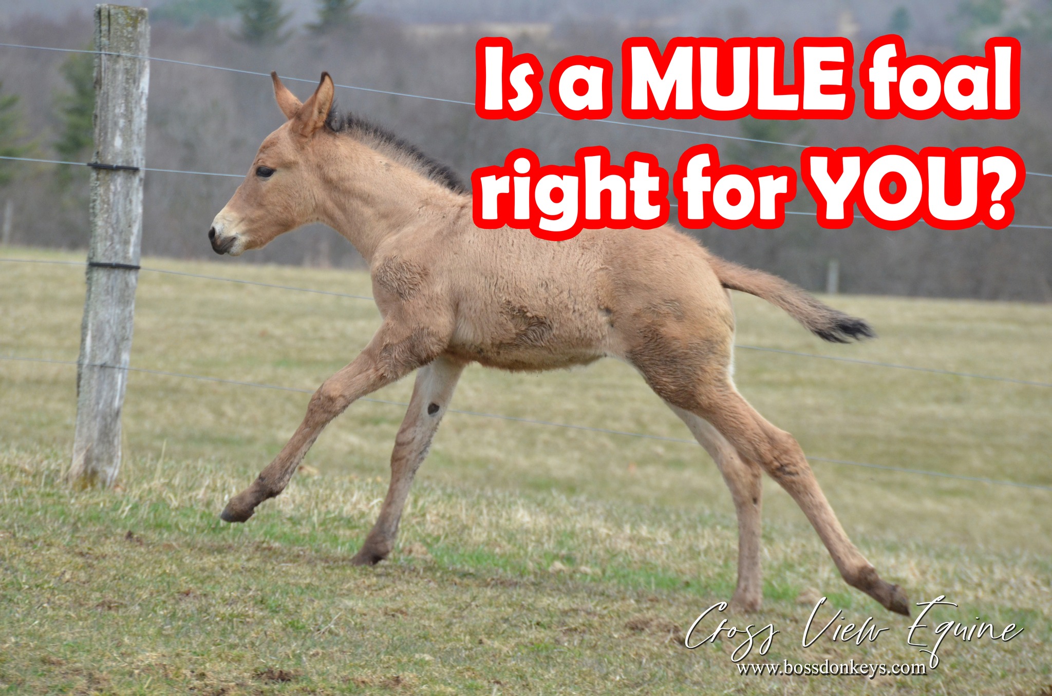 Is a mule foal right for you? Whether... - Cross View Equine | Facebook