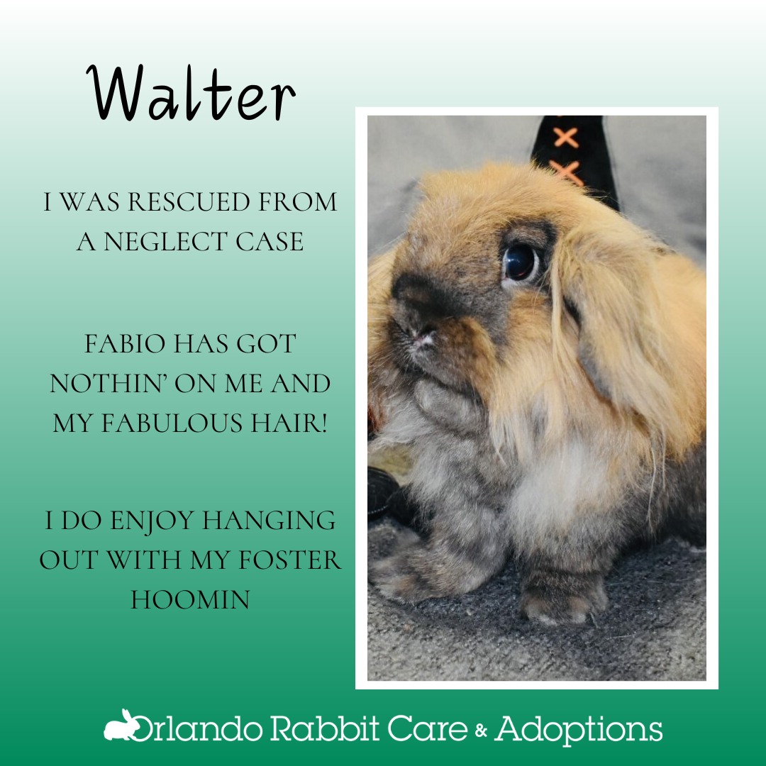 Orlando Rabbit Care & Adoptions | Longwood FL