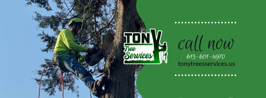 Tony’s Tree Service | Nashville TN