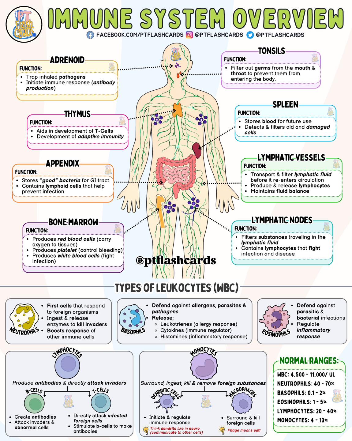 PT Flashcards - 🛡️ IMMUNE SYSTEM OVERVIEW 🛡️ Understand... | Facebook