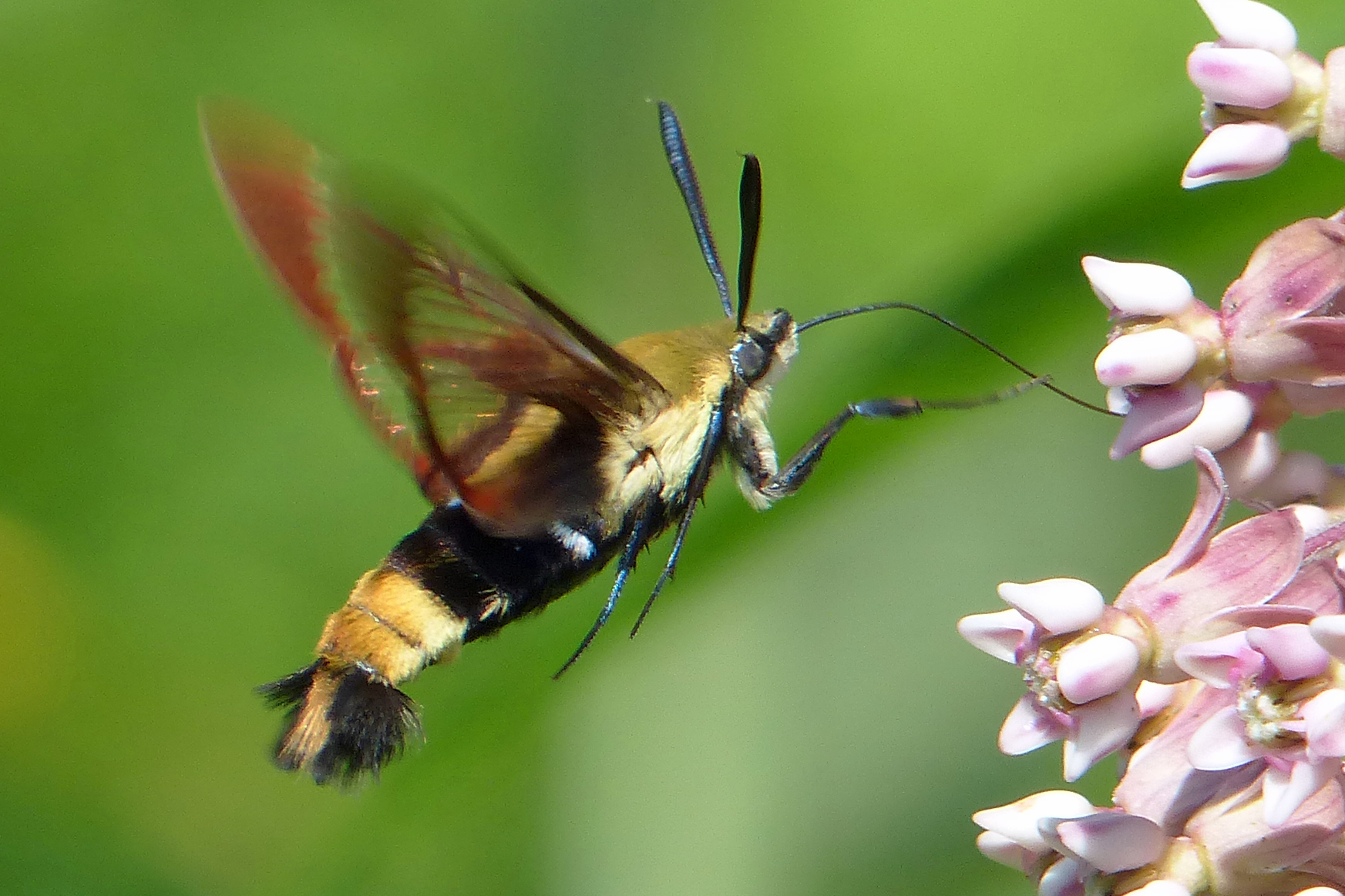 Insects I Have Found in Nature - Nature Photography
