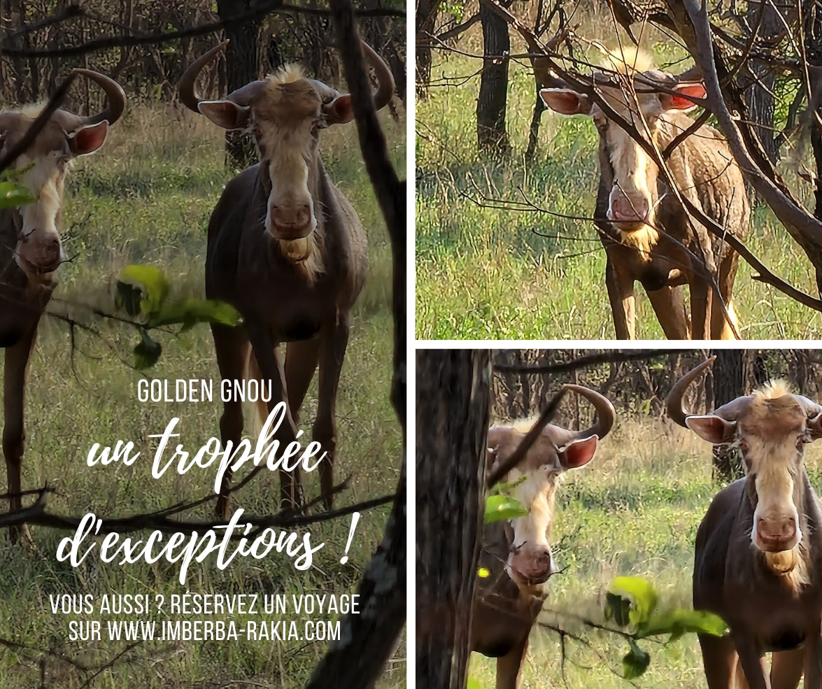 Imberba Rakia - Chez Imberbe Rakia cette année, chassez... | Facebook