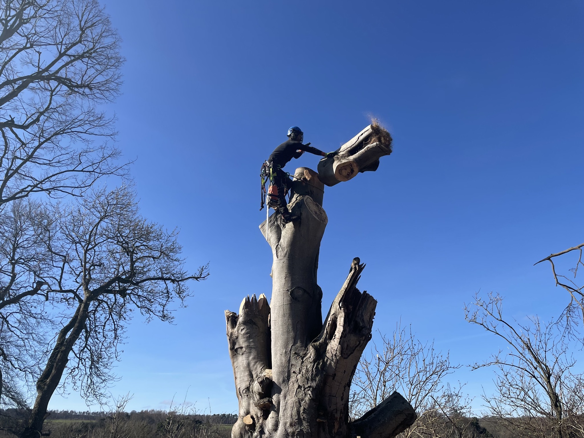 TD Tree & Land Services LTD | Edinburgh