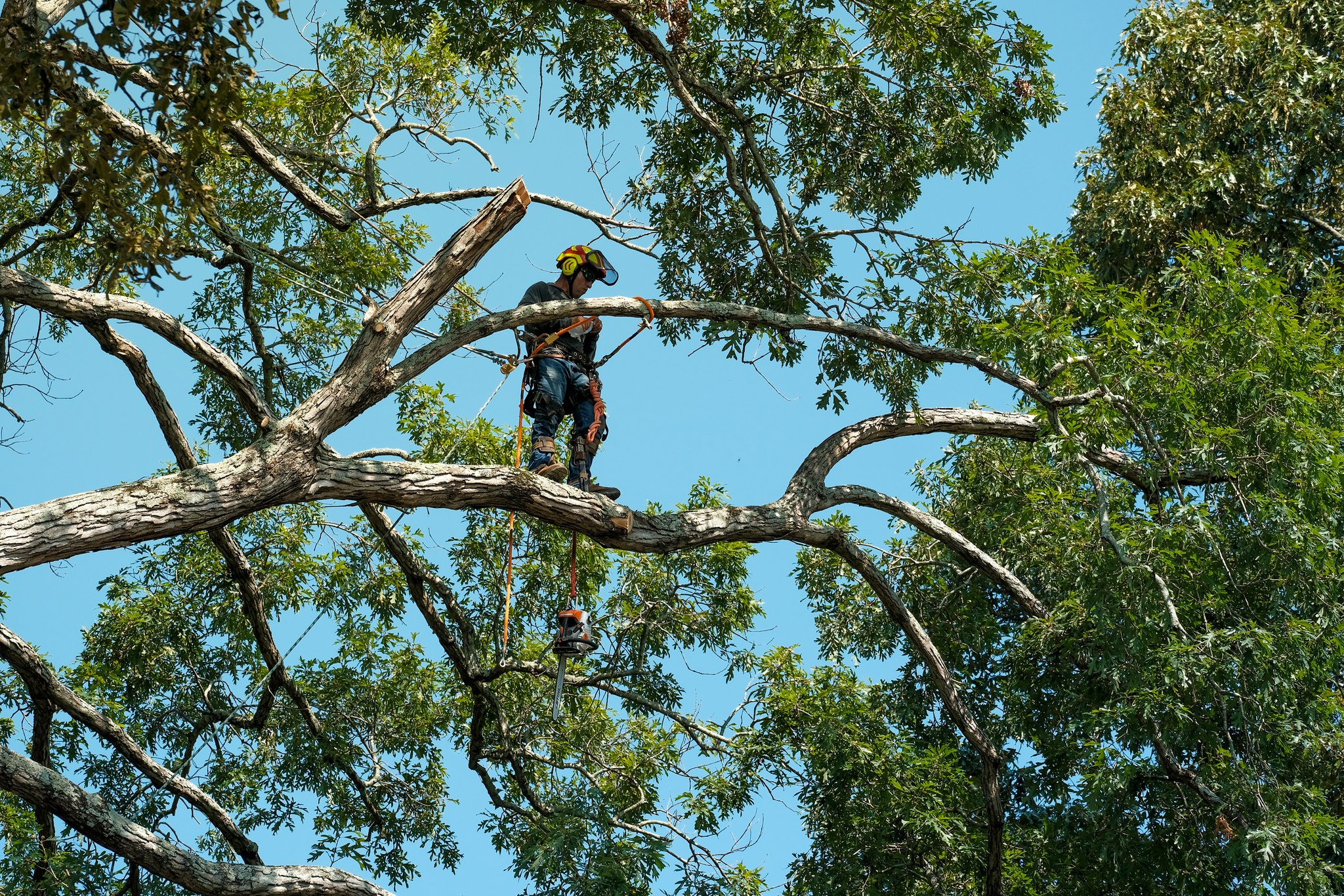 EastLake Tree Services