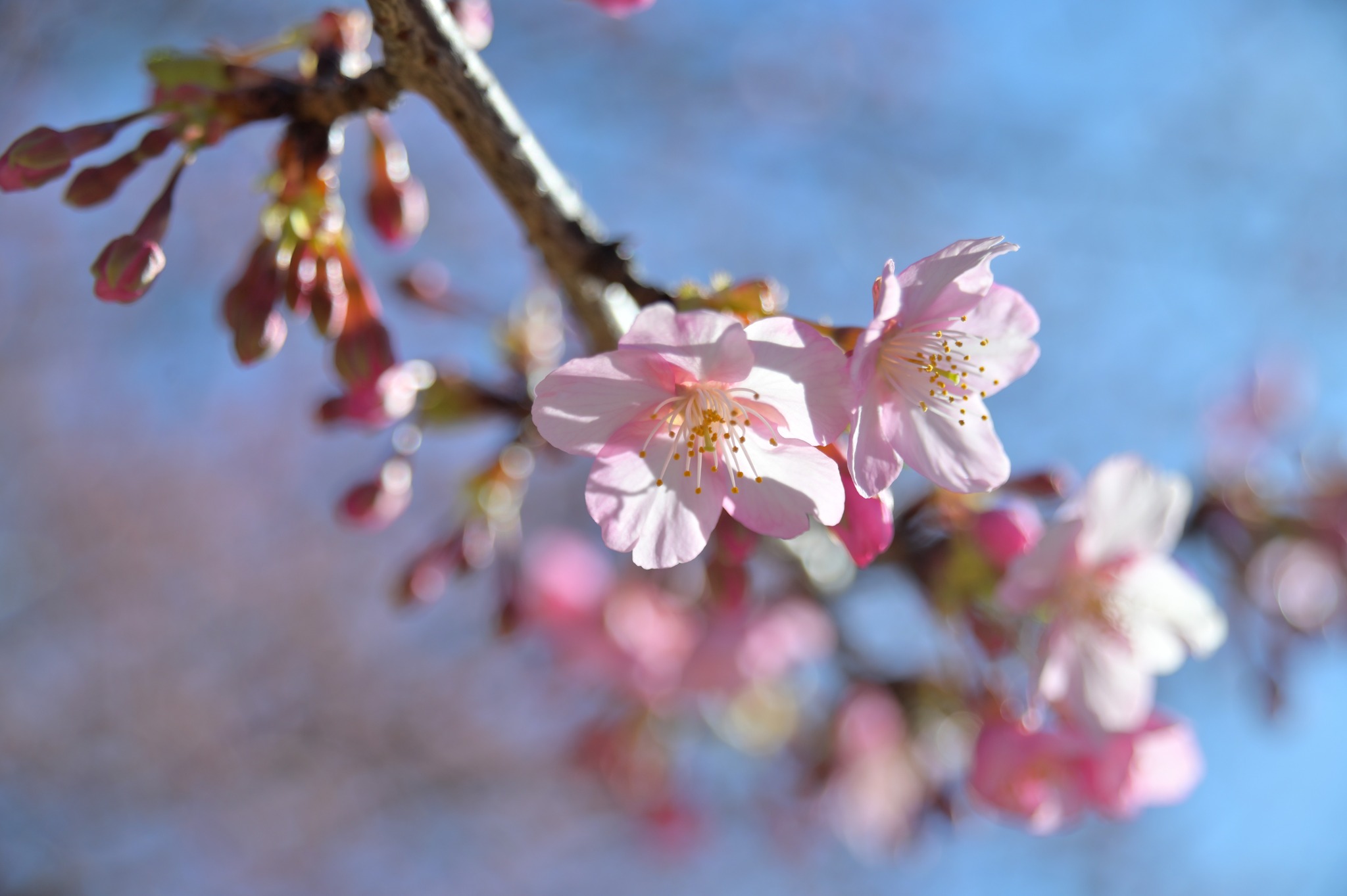 Kiyoka and Miyo under cherry blossoms