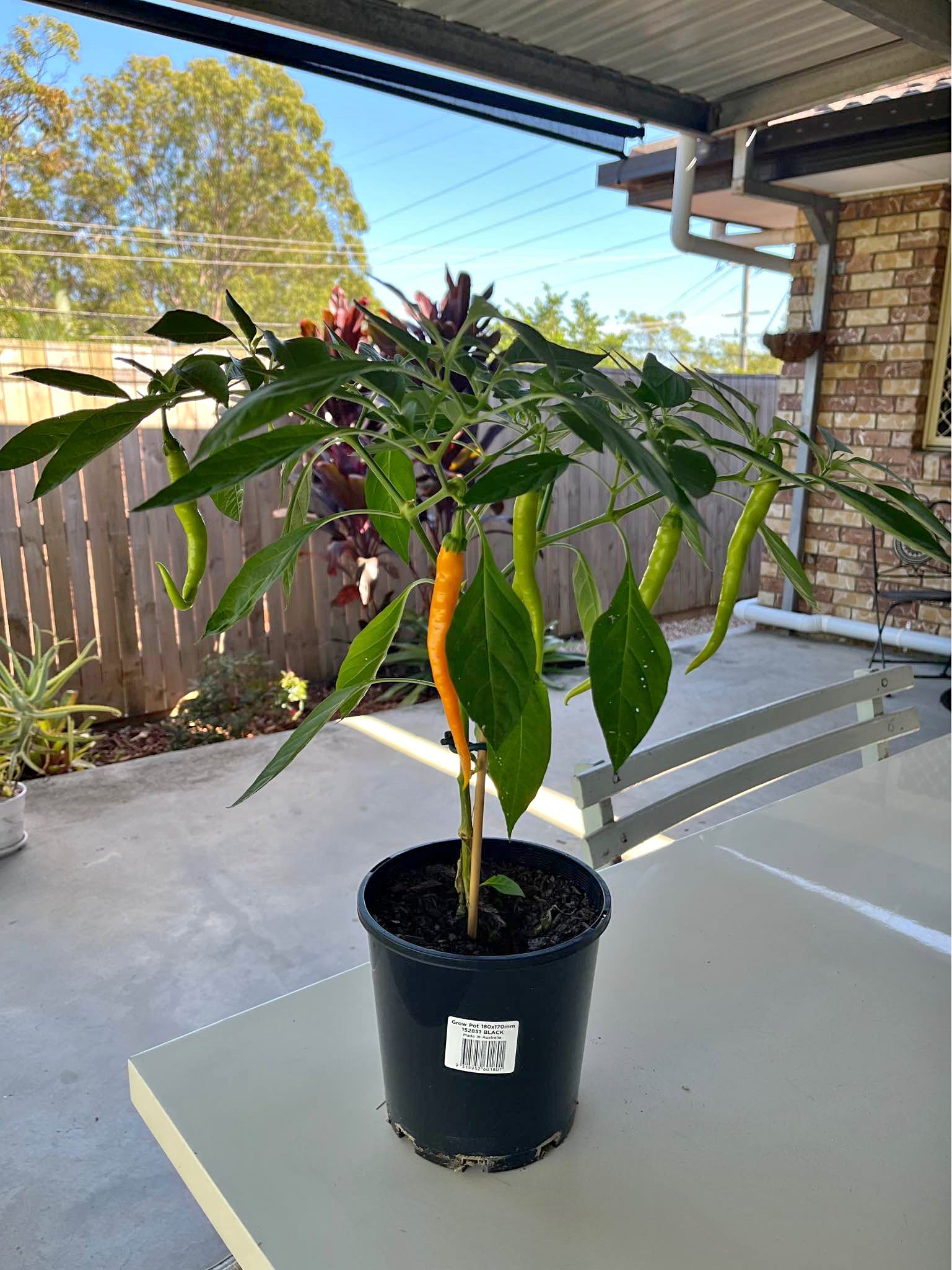 Chilli Aji Cito Mango x Turkish Snake (1 plant left) - Plants ...