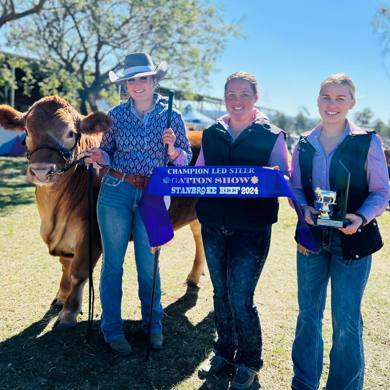 Gatton Show Stud Beef Cattle Section