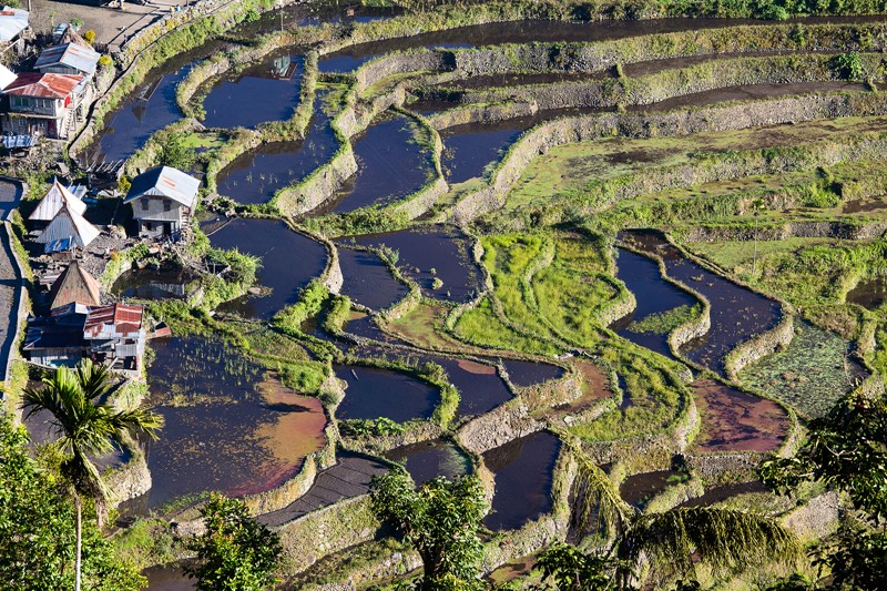 TravelTogether - The awe-inspiring Basad Rice Terraces in the ...