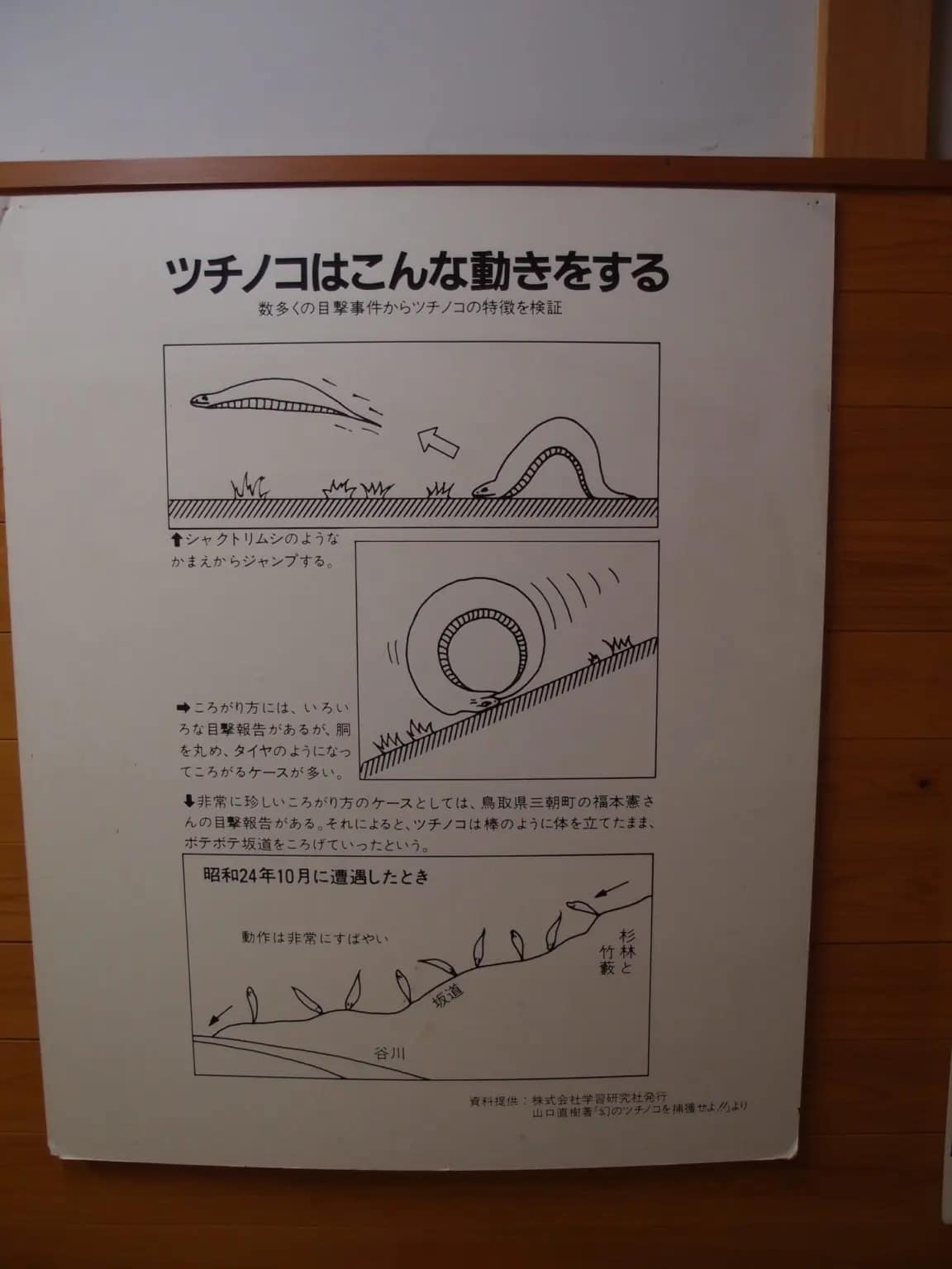 Joel來談日本 - 日本傳說中的動物「土龍」，據說長得像蛇又像蜥蜴。岐阜県東白川村每年5月3日舉辦的「つちのこフェス... | Facebook