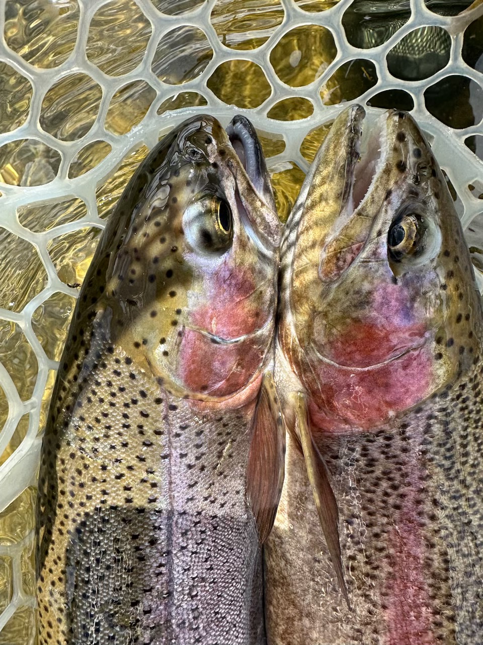 The Fly Shop - The Missouri River is home to one of the... | Facebook