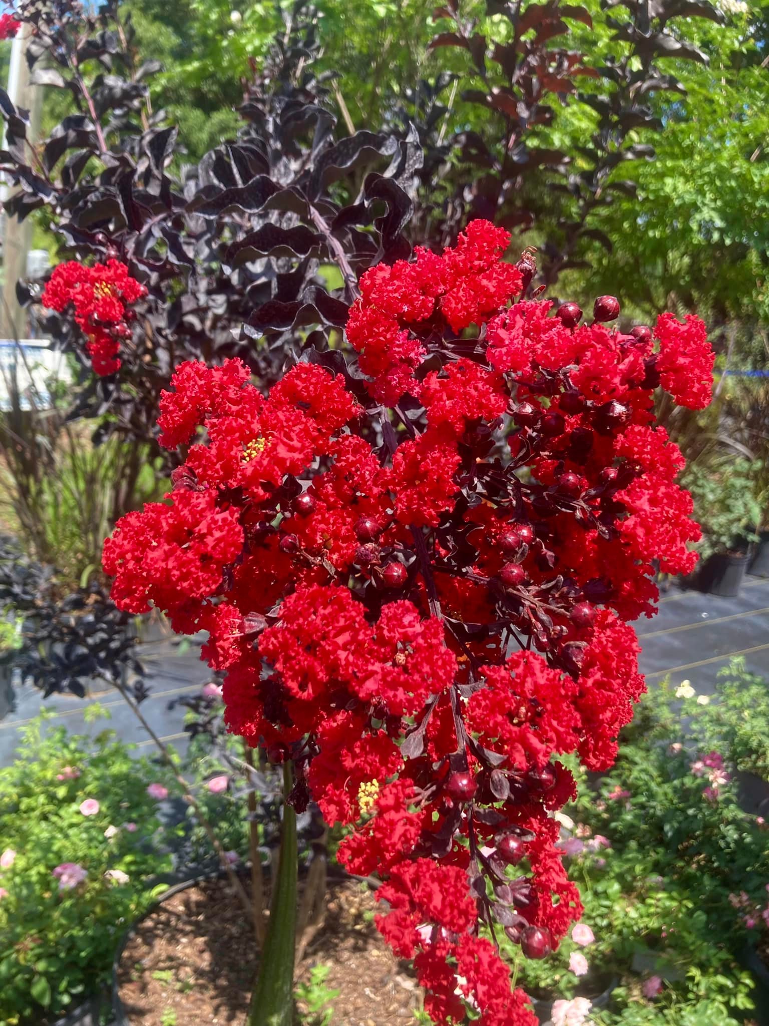 Crape Myrtles and Shade Trees (Sycamore, River Birch, Red Maple, and ...