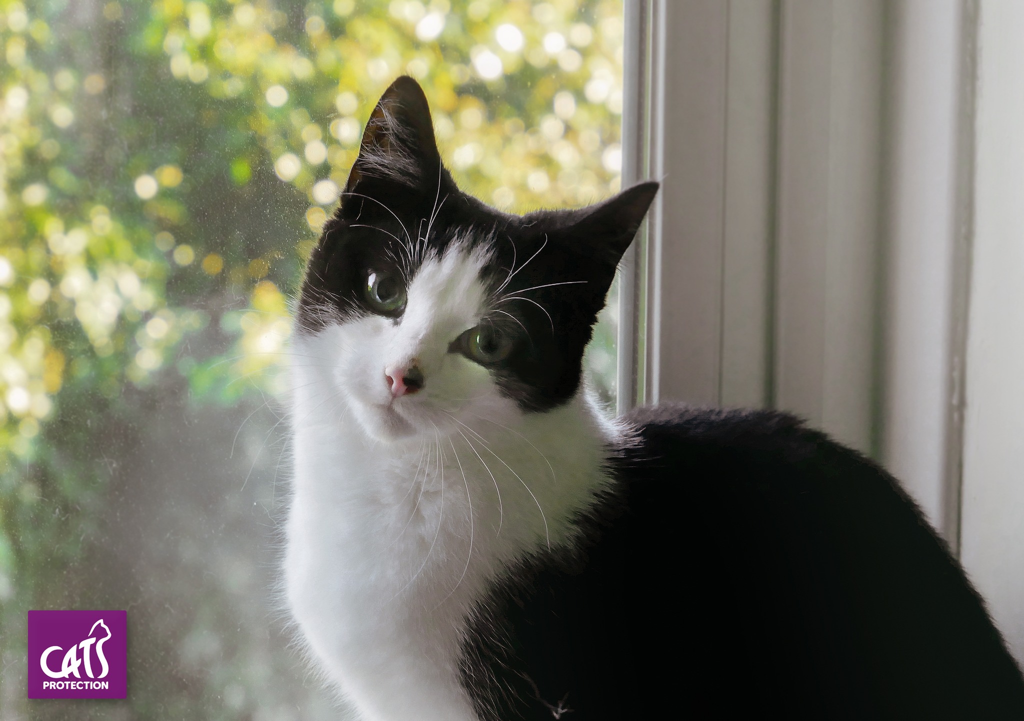 Neuter Your Cat Northern Ireland