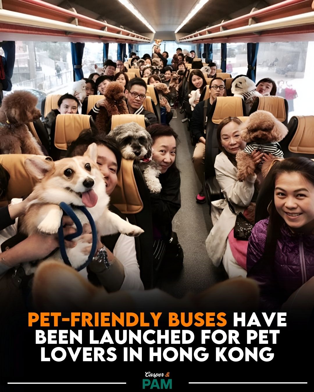 Casper - Pet-friendly buses have been launched in Hong Kong to better ...