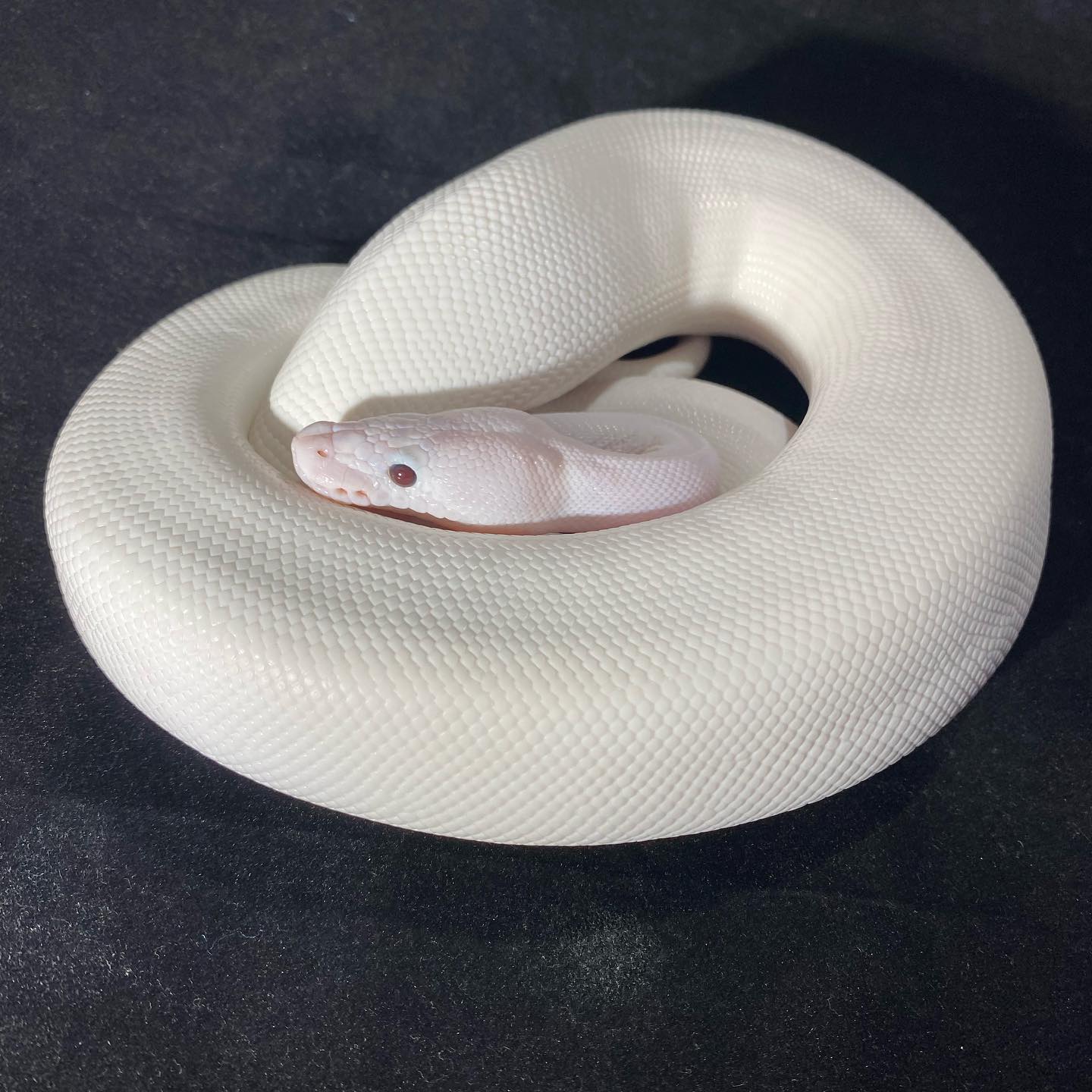 ON HOLD Female Butter Pied poss... - ACSG Royal Pythons UK | Facebook