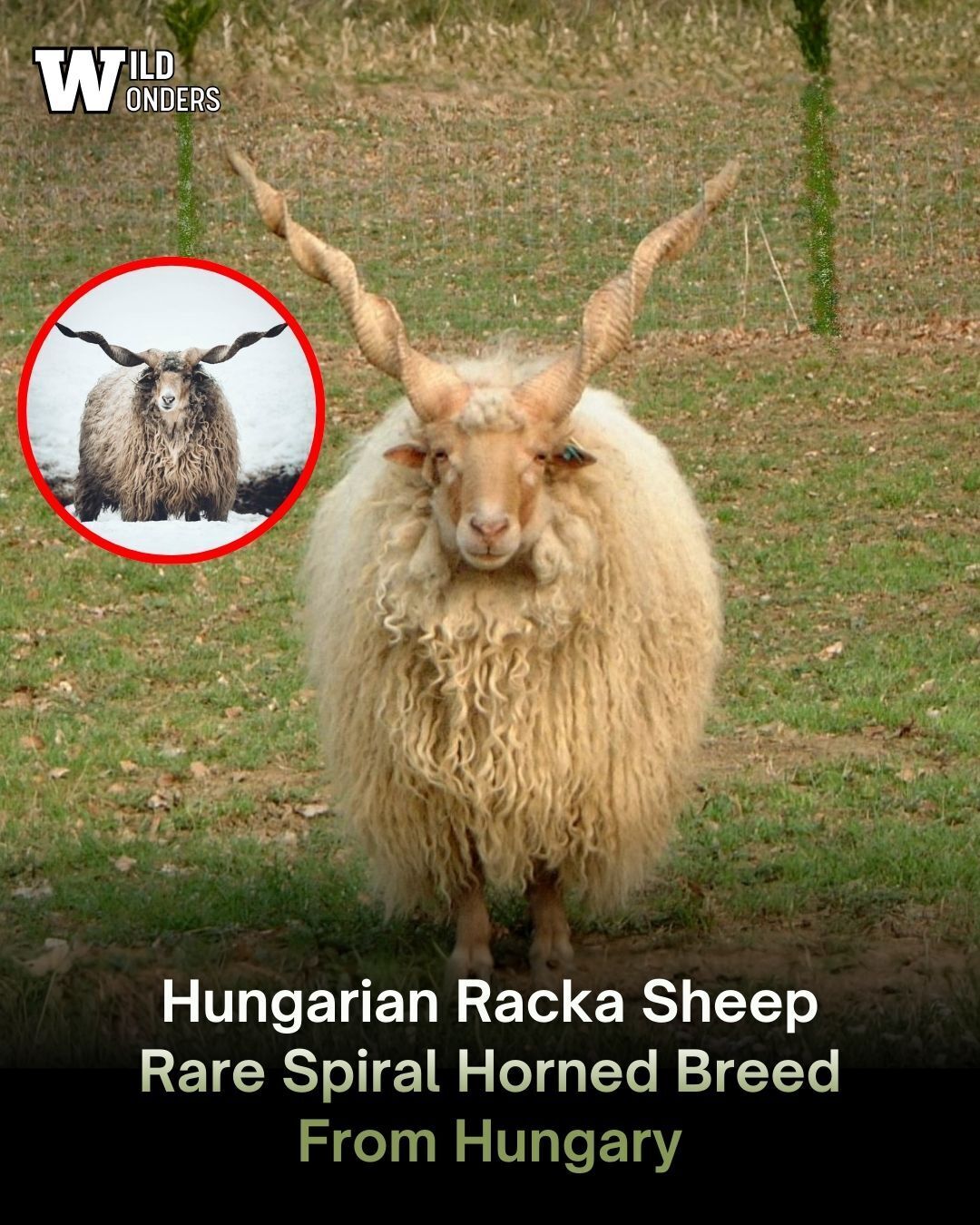 Wild - Hungarian Racka sheep is a rare and historic breed known for its ...