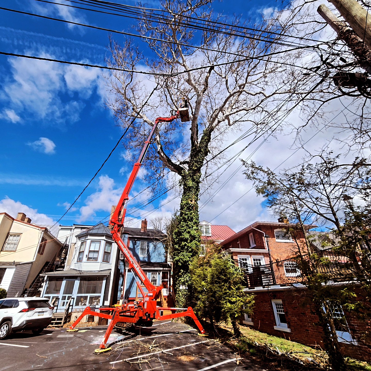 Alpine Tree Service
