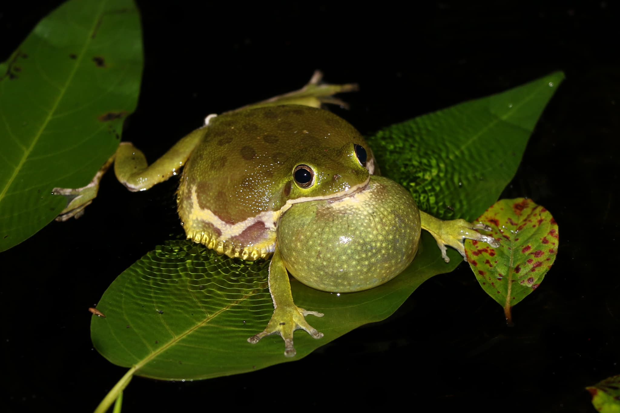 Tree frog spotted in Burlington County, NJ