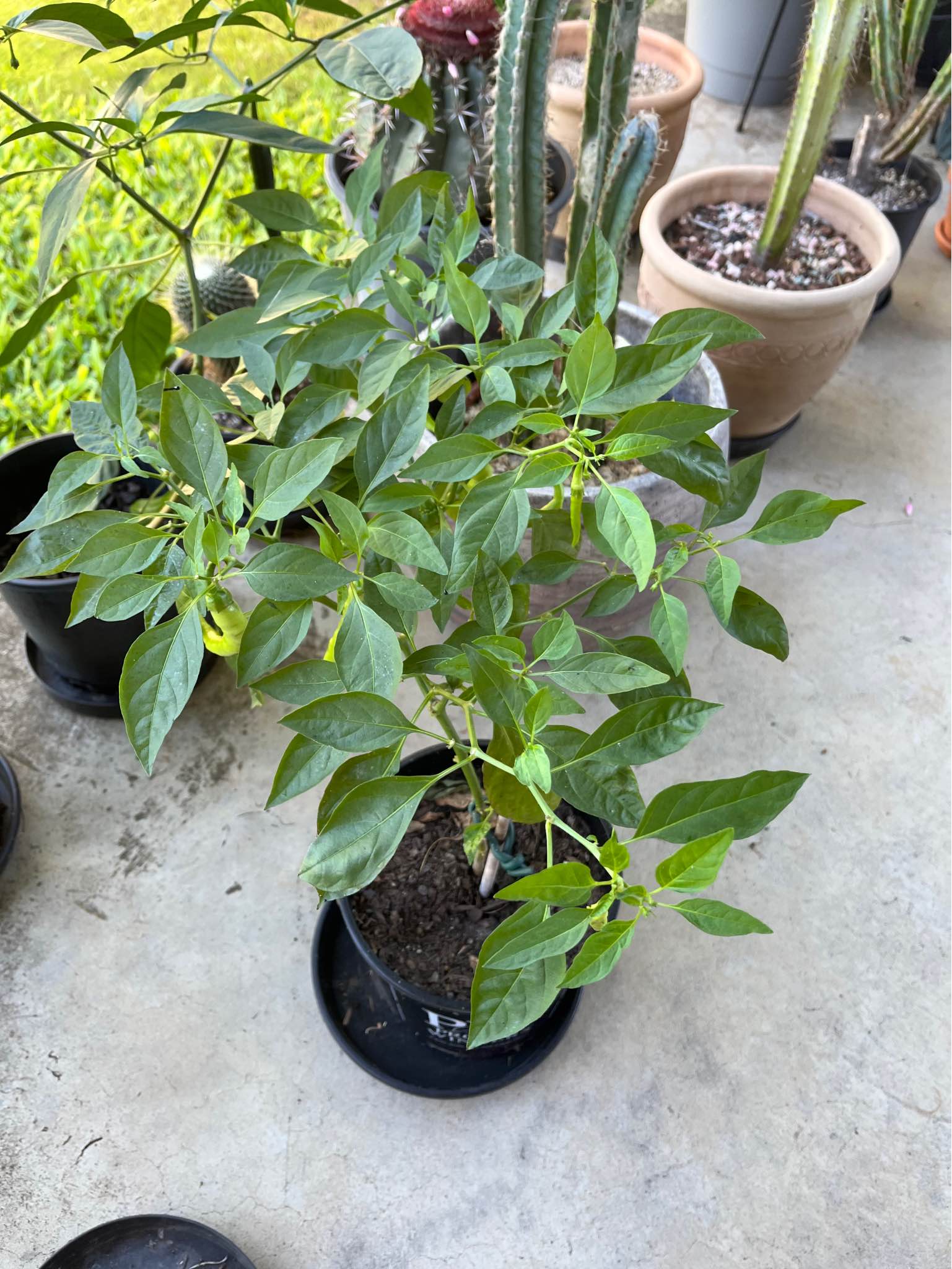 Chilli Aji Cito Mango x Turkish Snake (1 plant left) - Plants ...