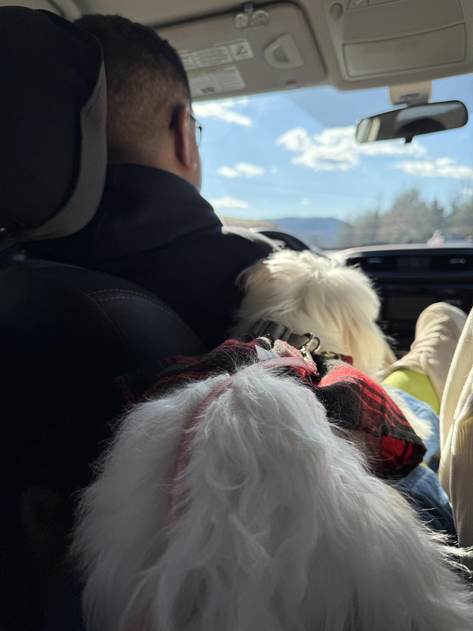 Archie & Roxy