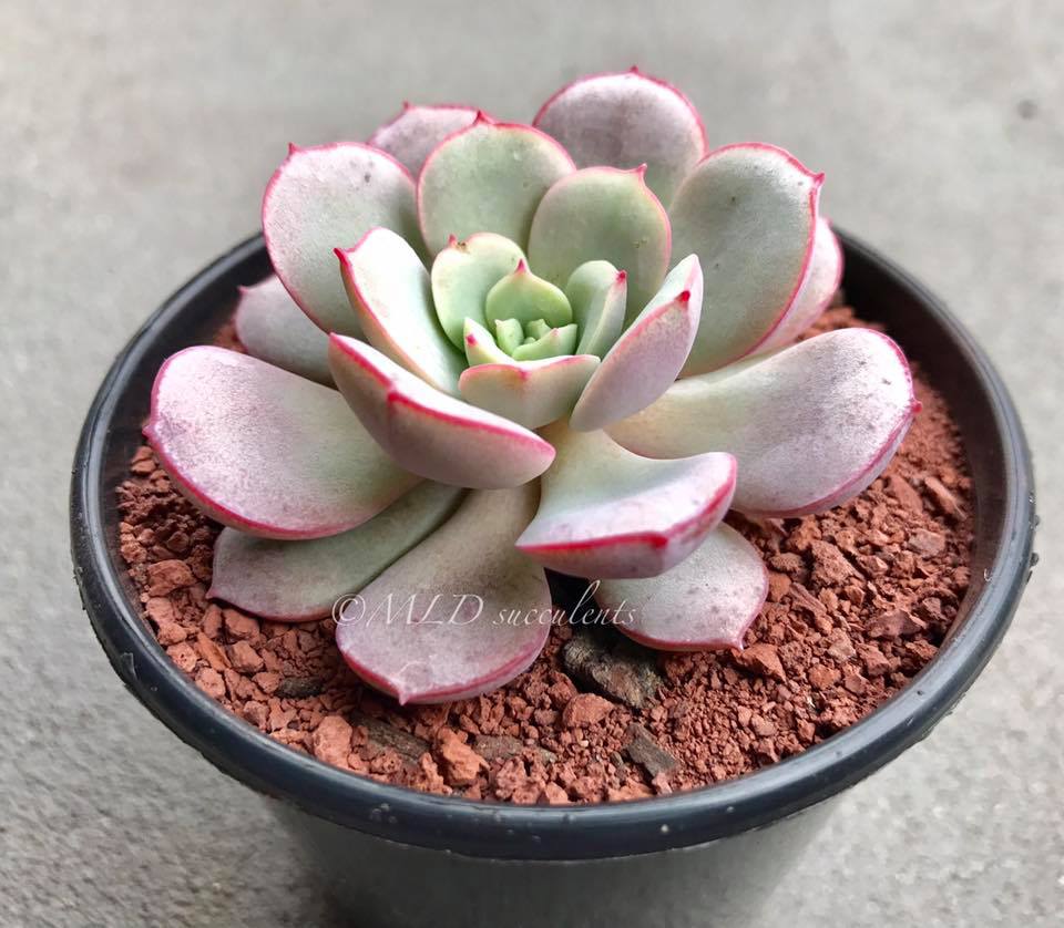 Echeveria Subcorymbosa Lau 026 My favourite atm 🌷