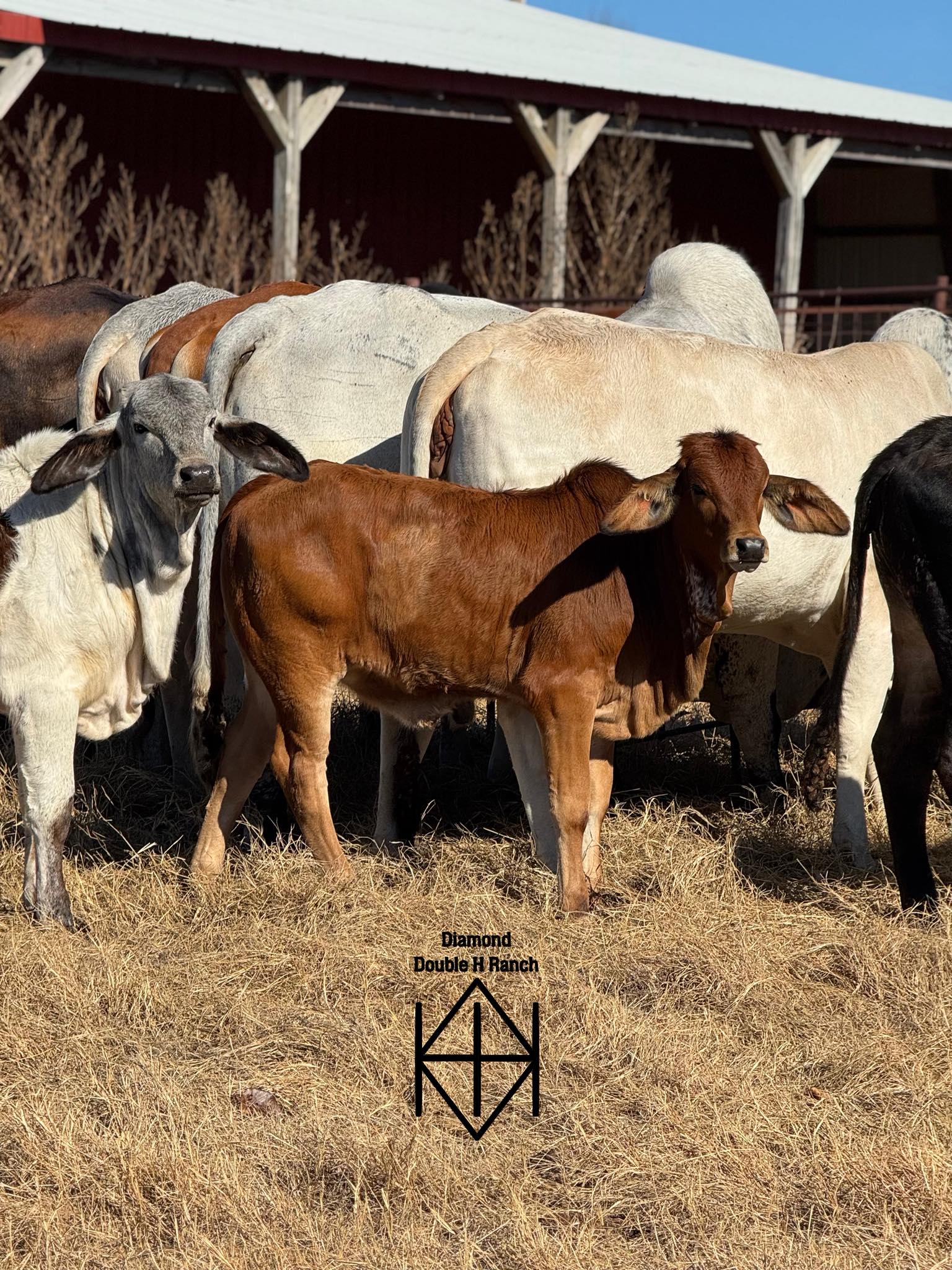 Diamond Double H Ranch | Wynnewood OK