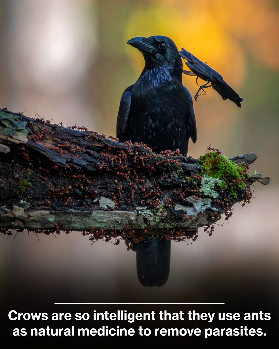 Science - Crows, renowned for their exceptional intelligence, exhibit a ...