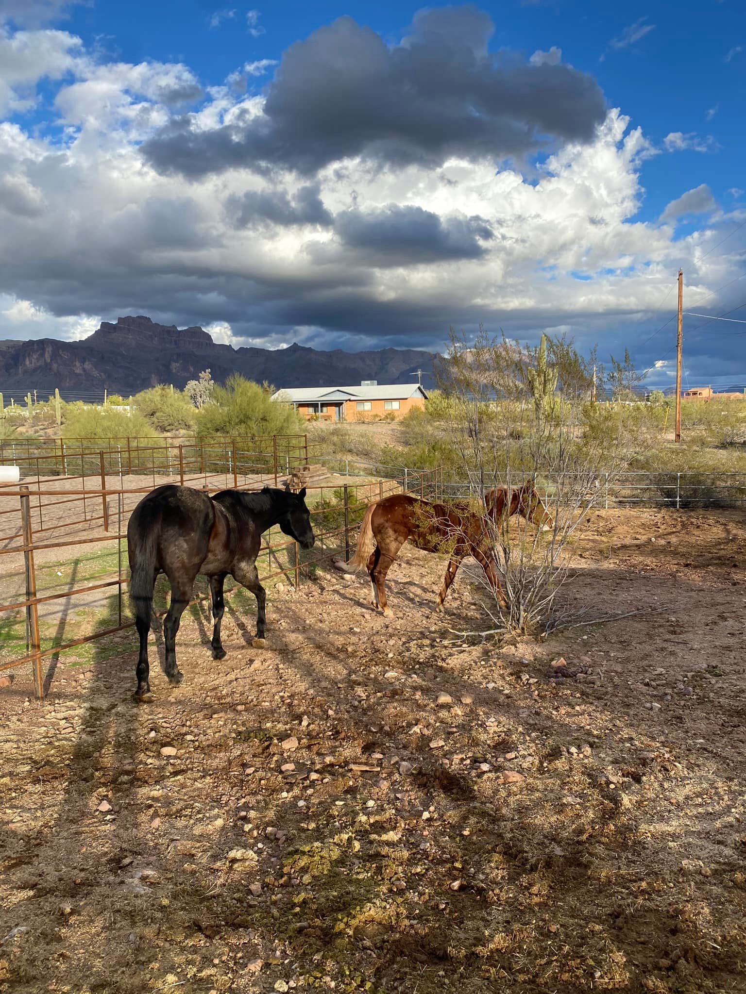 Taylor Monje Training, LLC | Apache Junction AZ