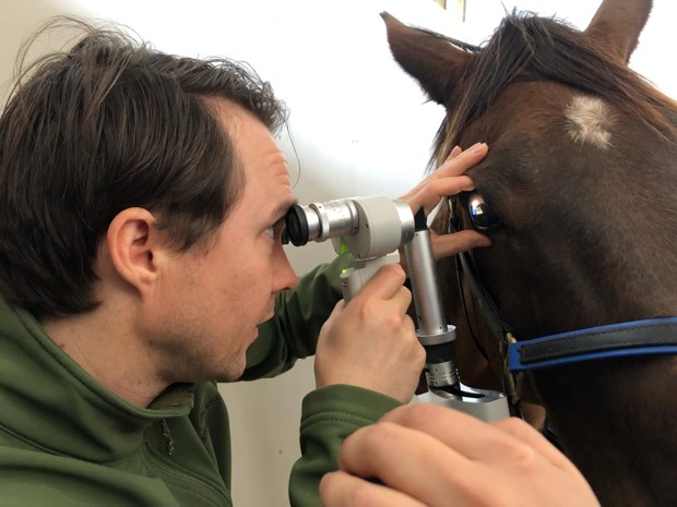 Pet Eye Care - New Zealand | Hamilton