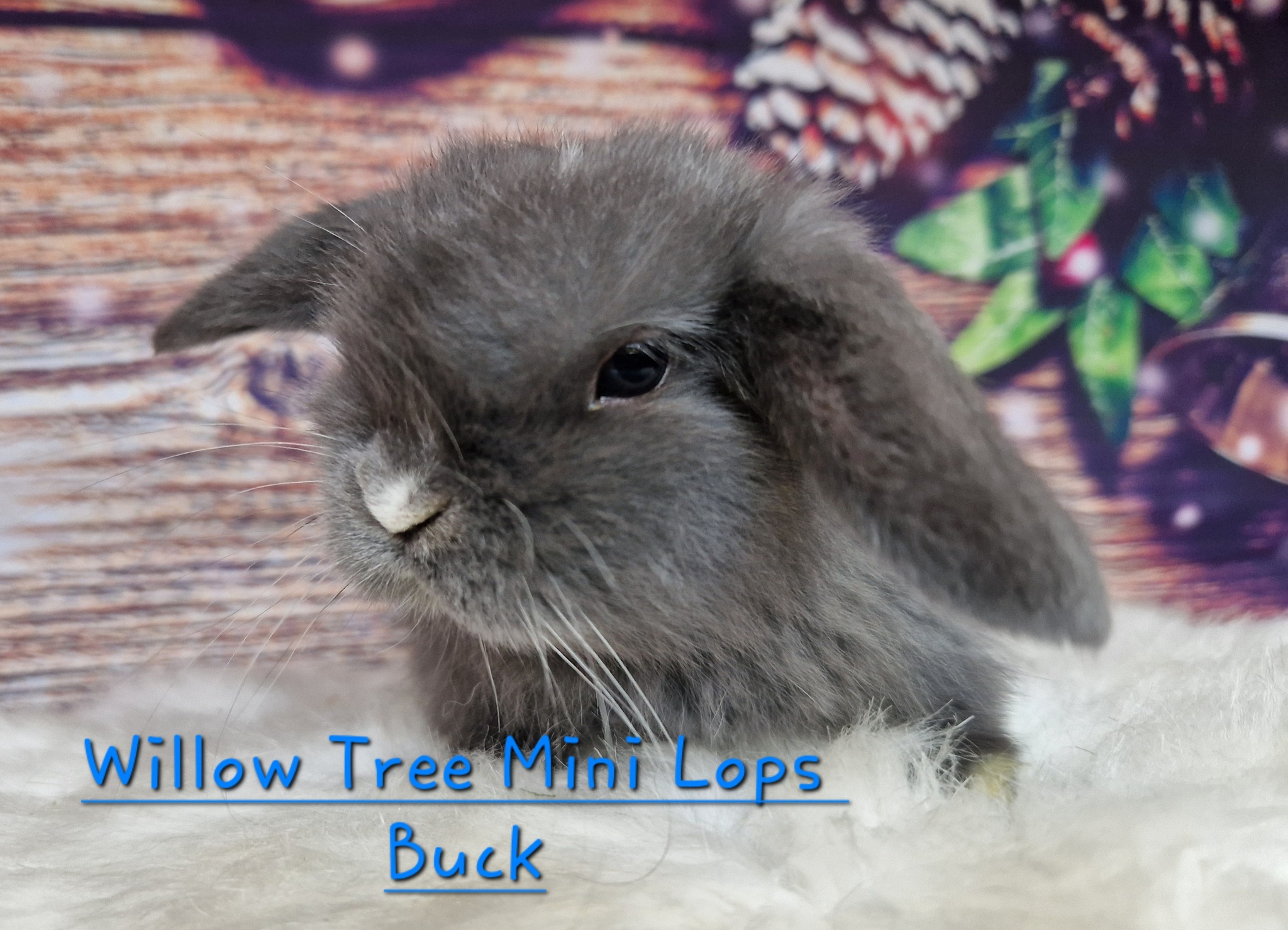 Willow Tree Mini Lop Rabbits | Cambridge