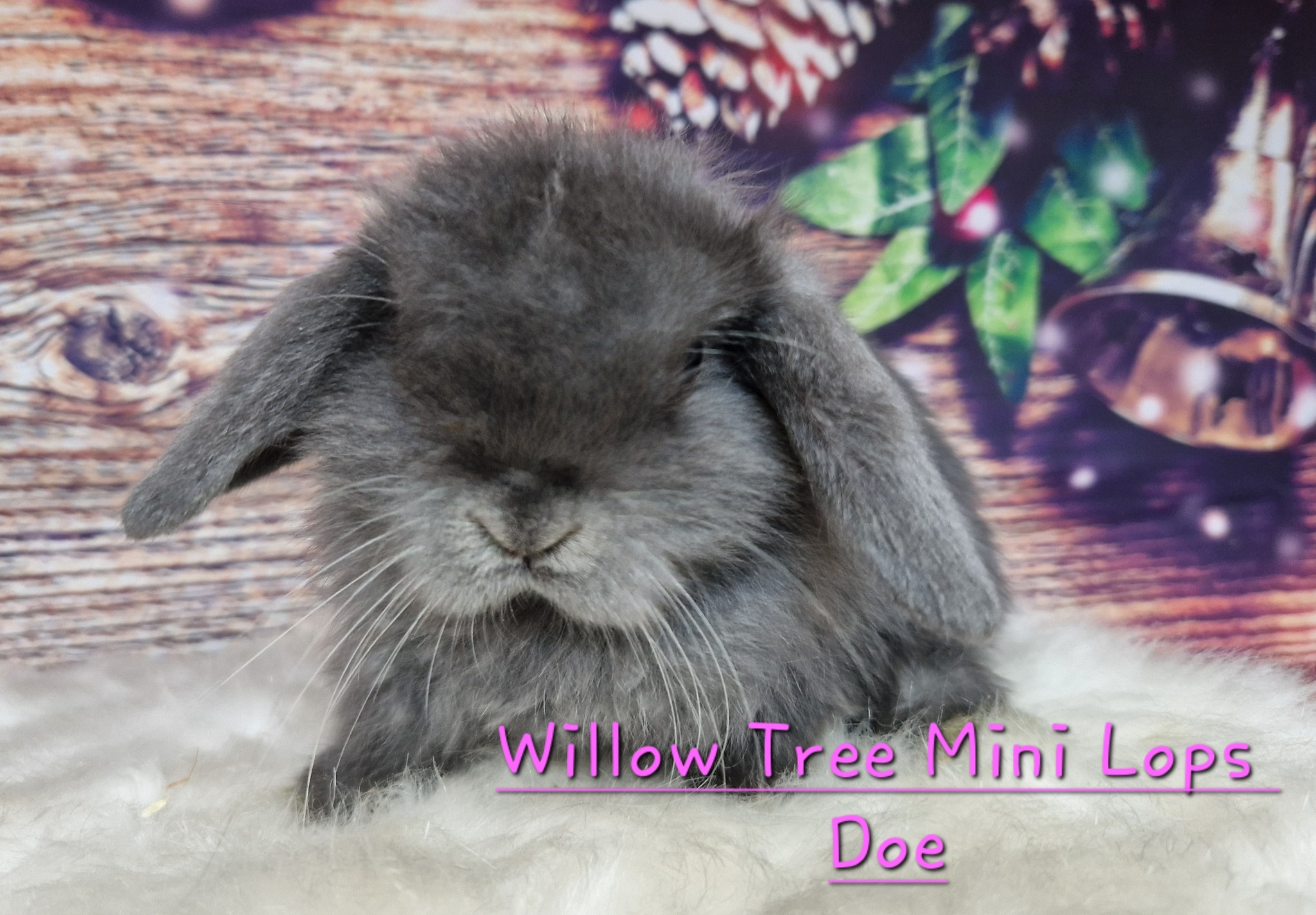 Willow Tree Mini Lop Rabbits | Cambridge