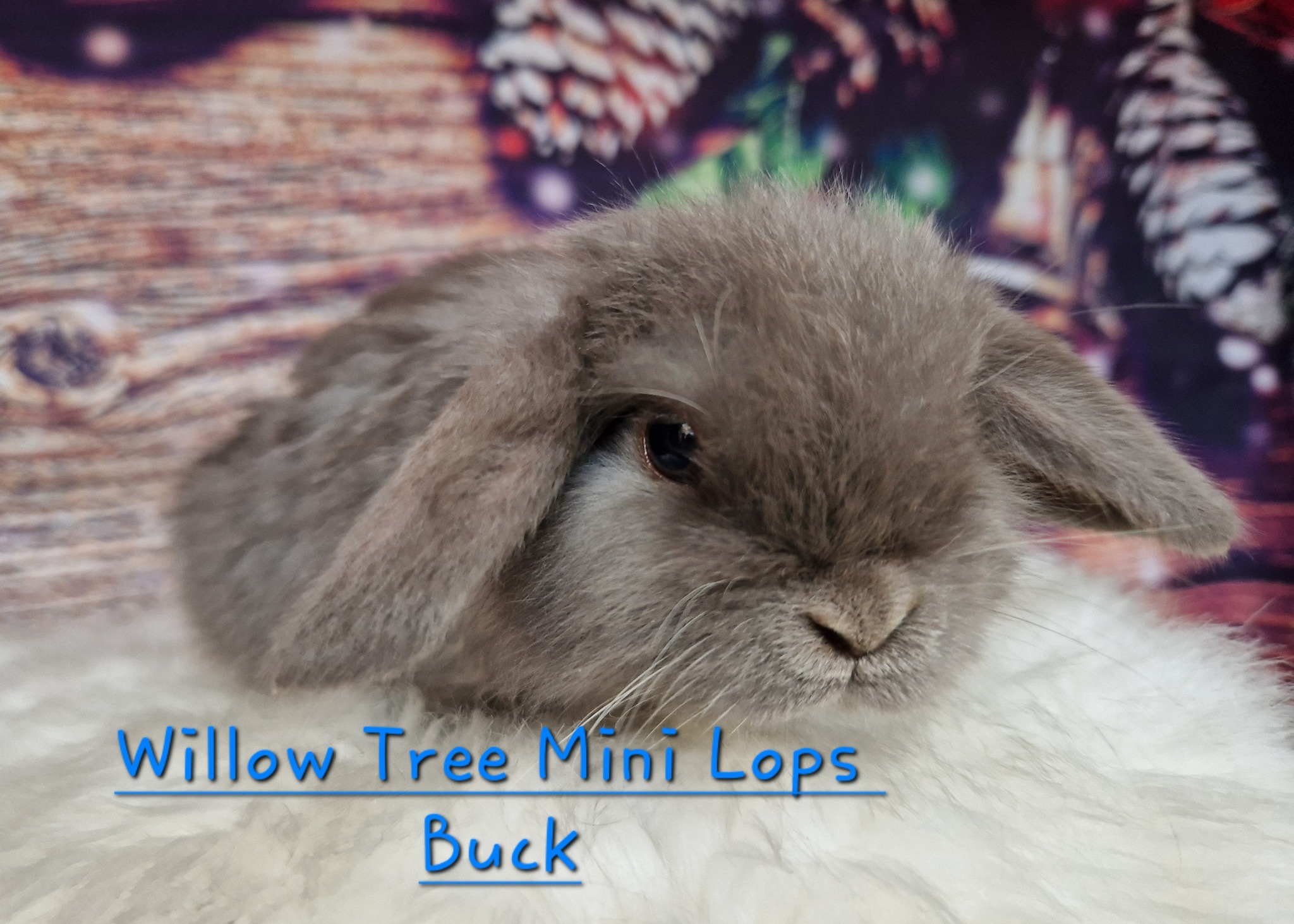 Willow Tree Mini Lop Rabbits | Cambridge