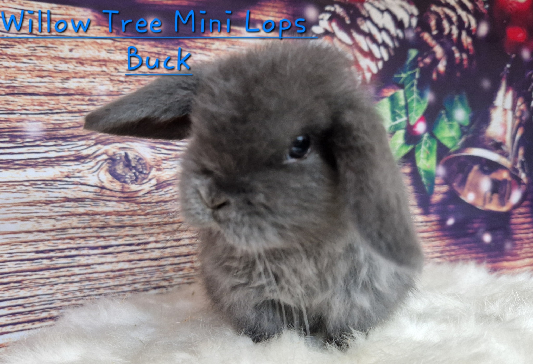 Willow Tree Mini Lop Rabbits | Cambridge