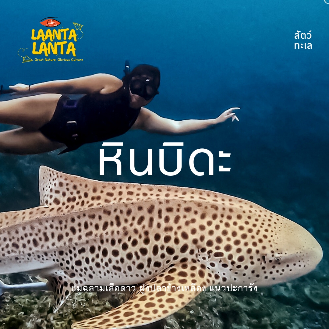 Buksohn - ระหว่างลันตากับเกาะบิดะ จะมีแนวหินขนาดย่อม ชื่อว่า 