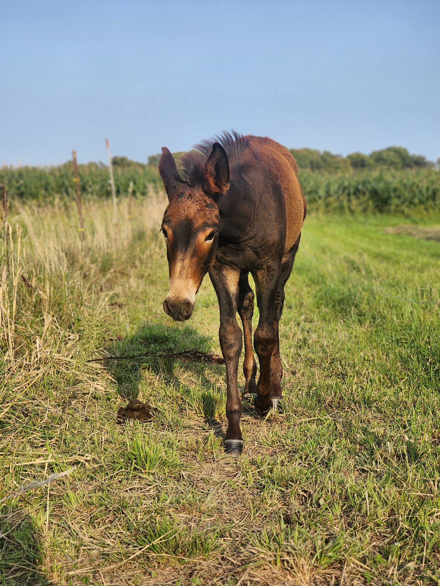 Revolution Ranch LLC | Milltown WI