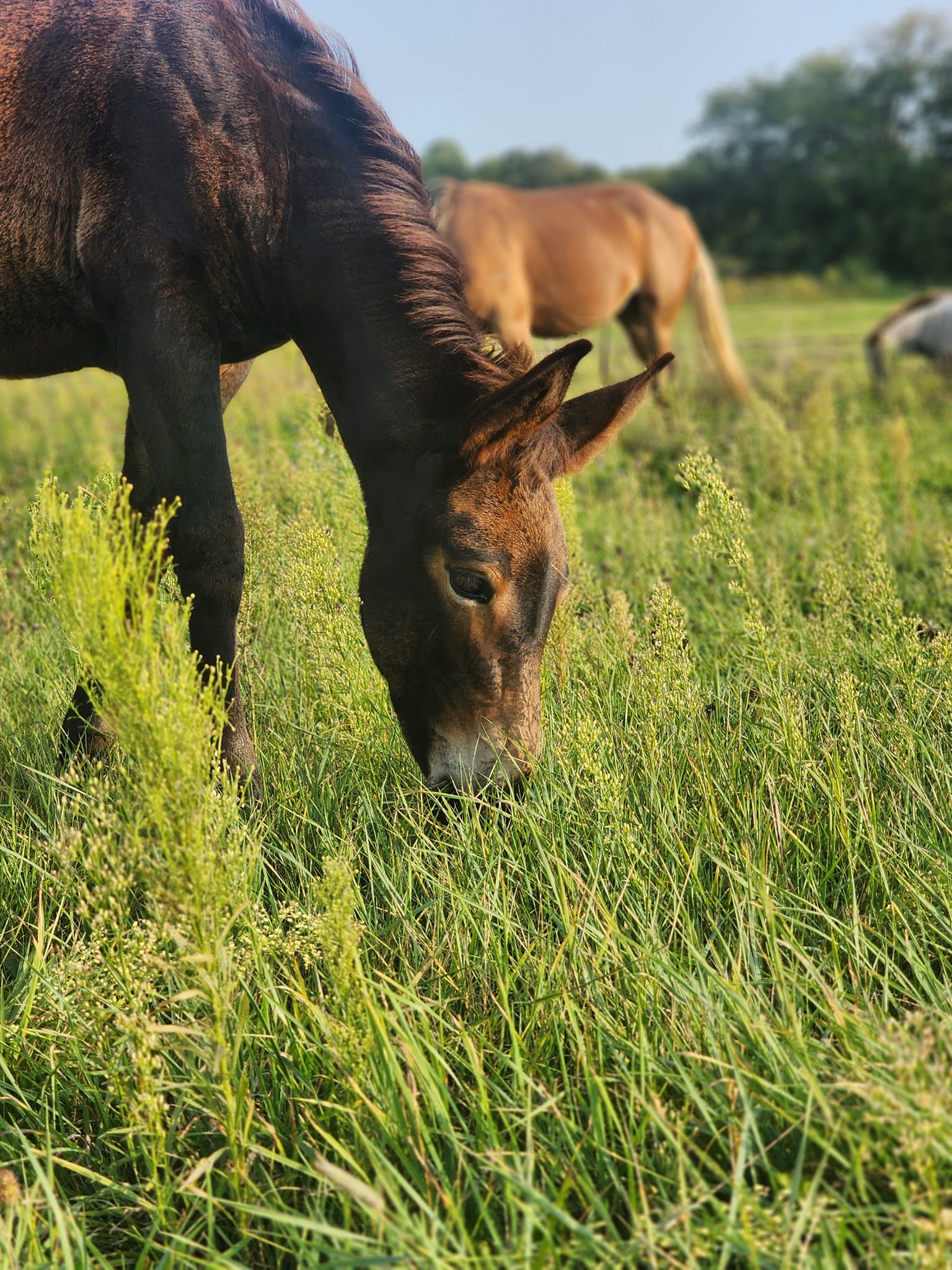 Revolution Ranch LLC | Milltown WI