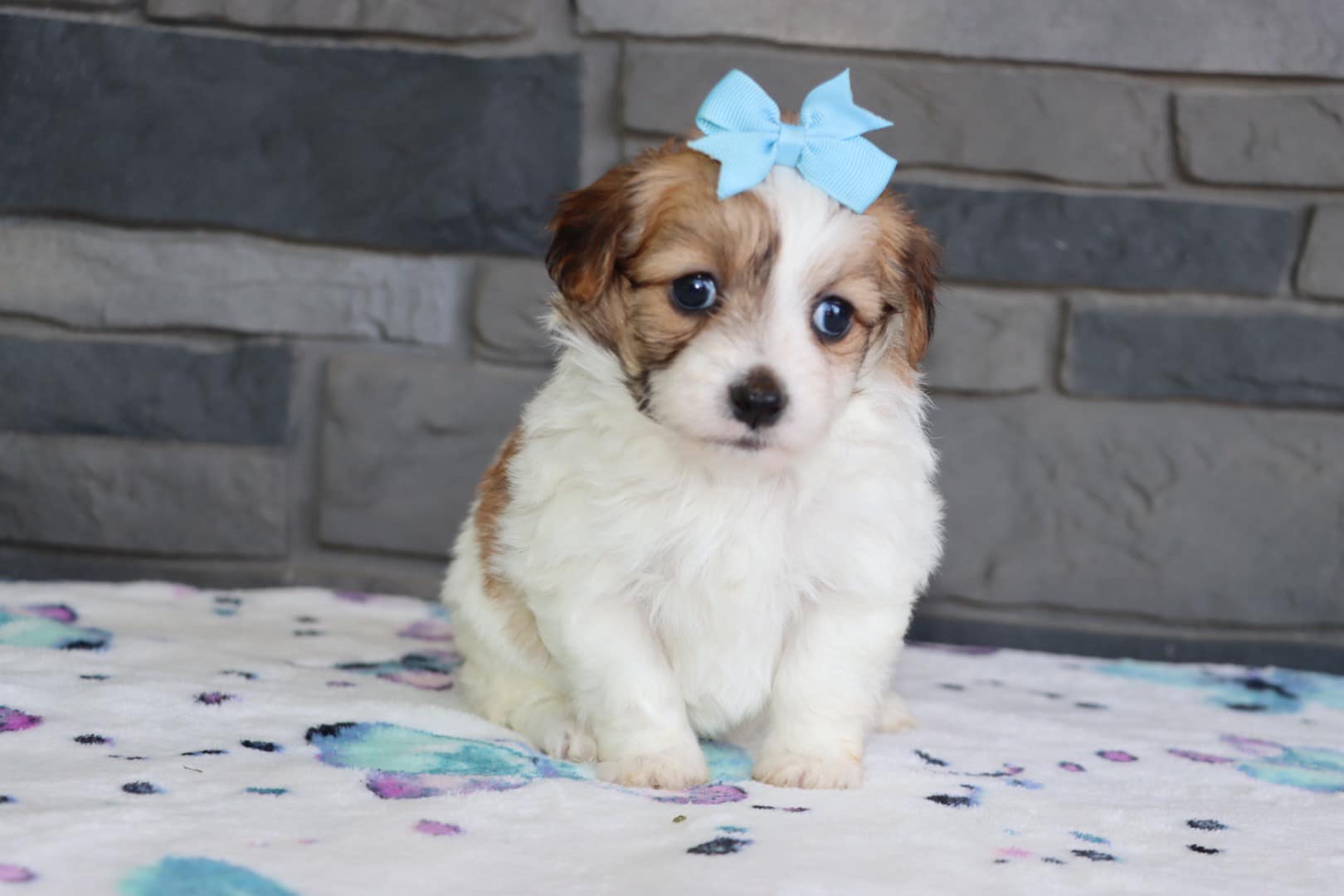 Motor - 🐾 Adorable Havapoo Puppies Ready for Adoption! 🐾 @motorcitygsd ...