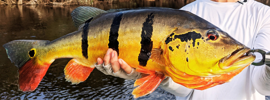 Acute Angling - Amazon Peacock Bass Fishing