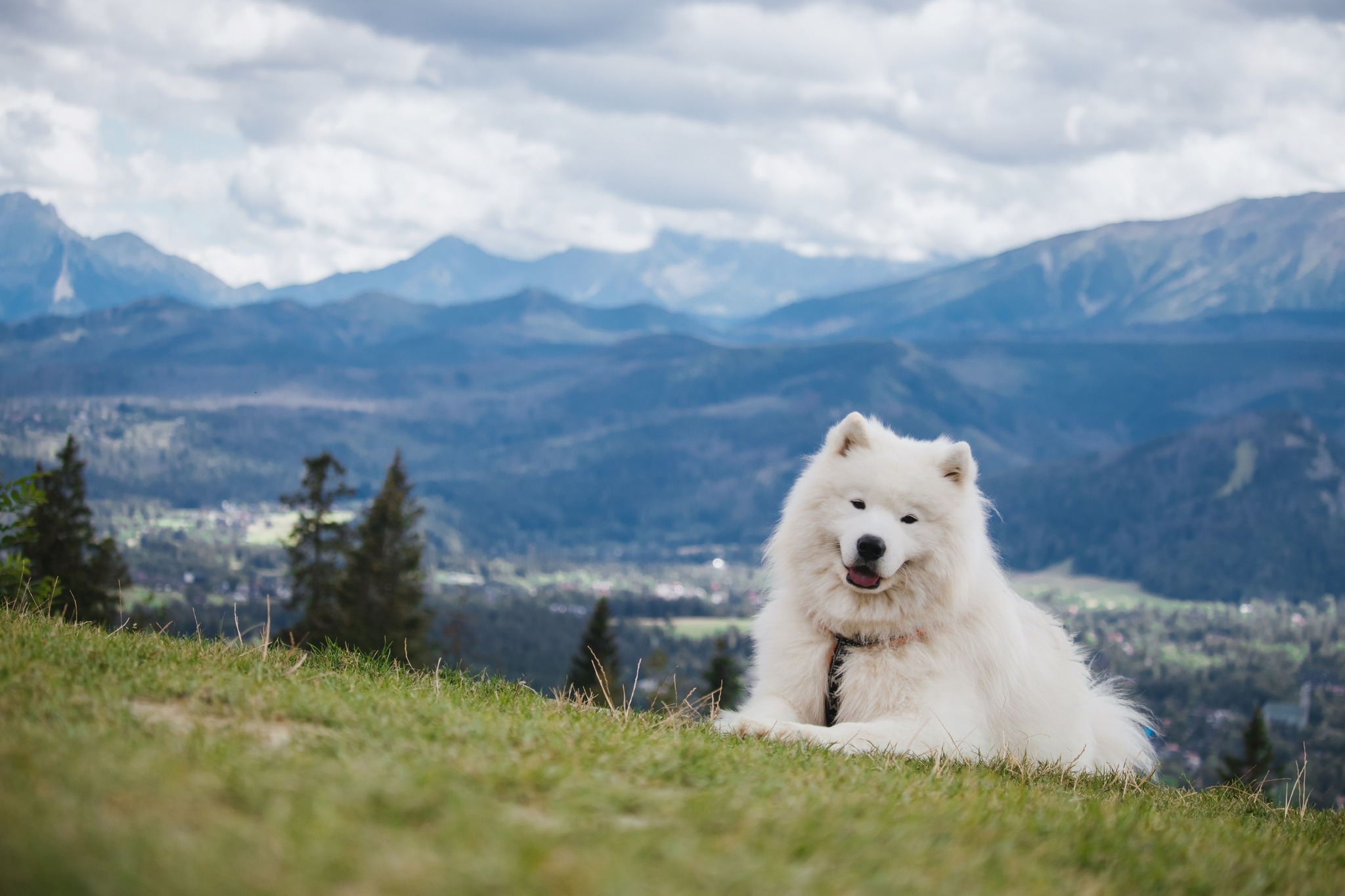 Dogs Victoria | Skye VIC
