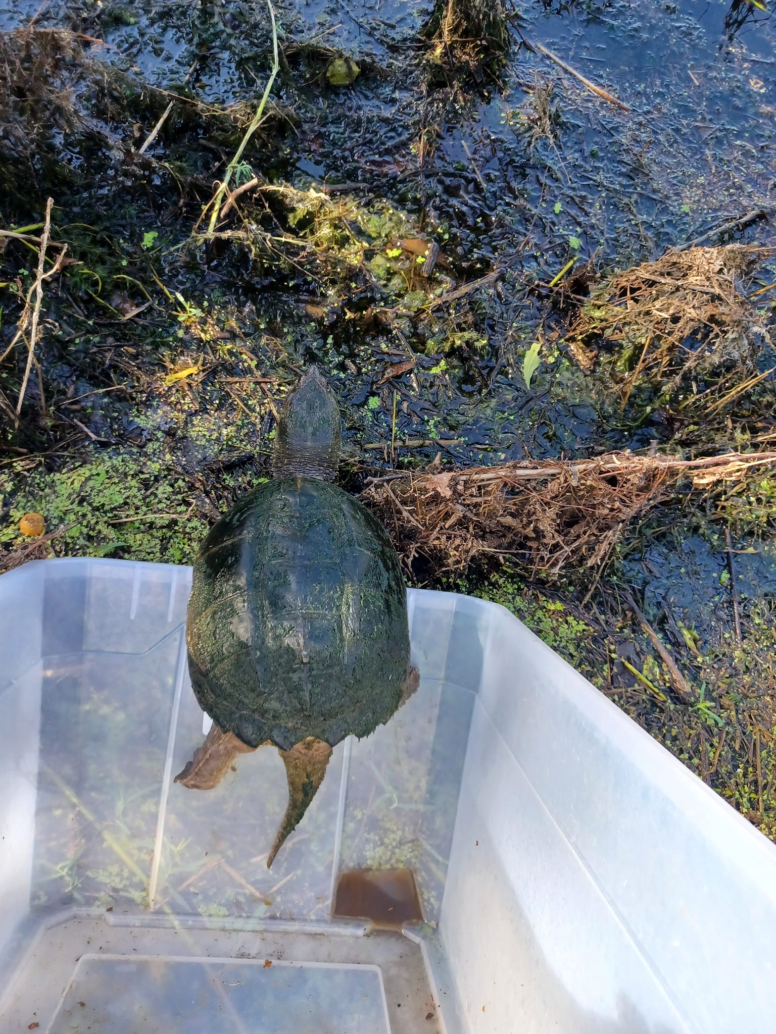 Texoma Wildlife Turtle Rehabilitation | Tioga TX