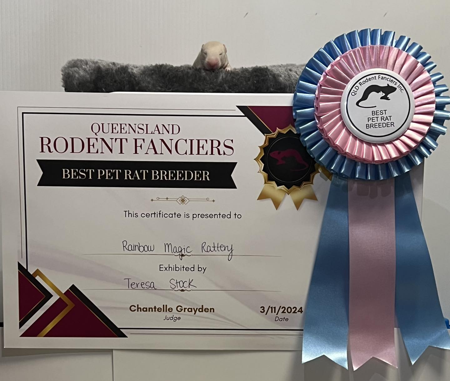 Rainbow Magic Rattery | Edens Landing QLD