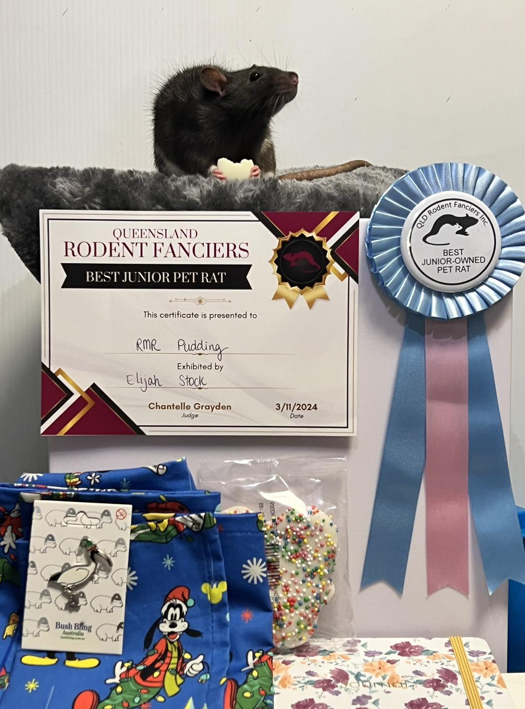 Rainbow Magic Rattery | Edens Landing QLD