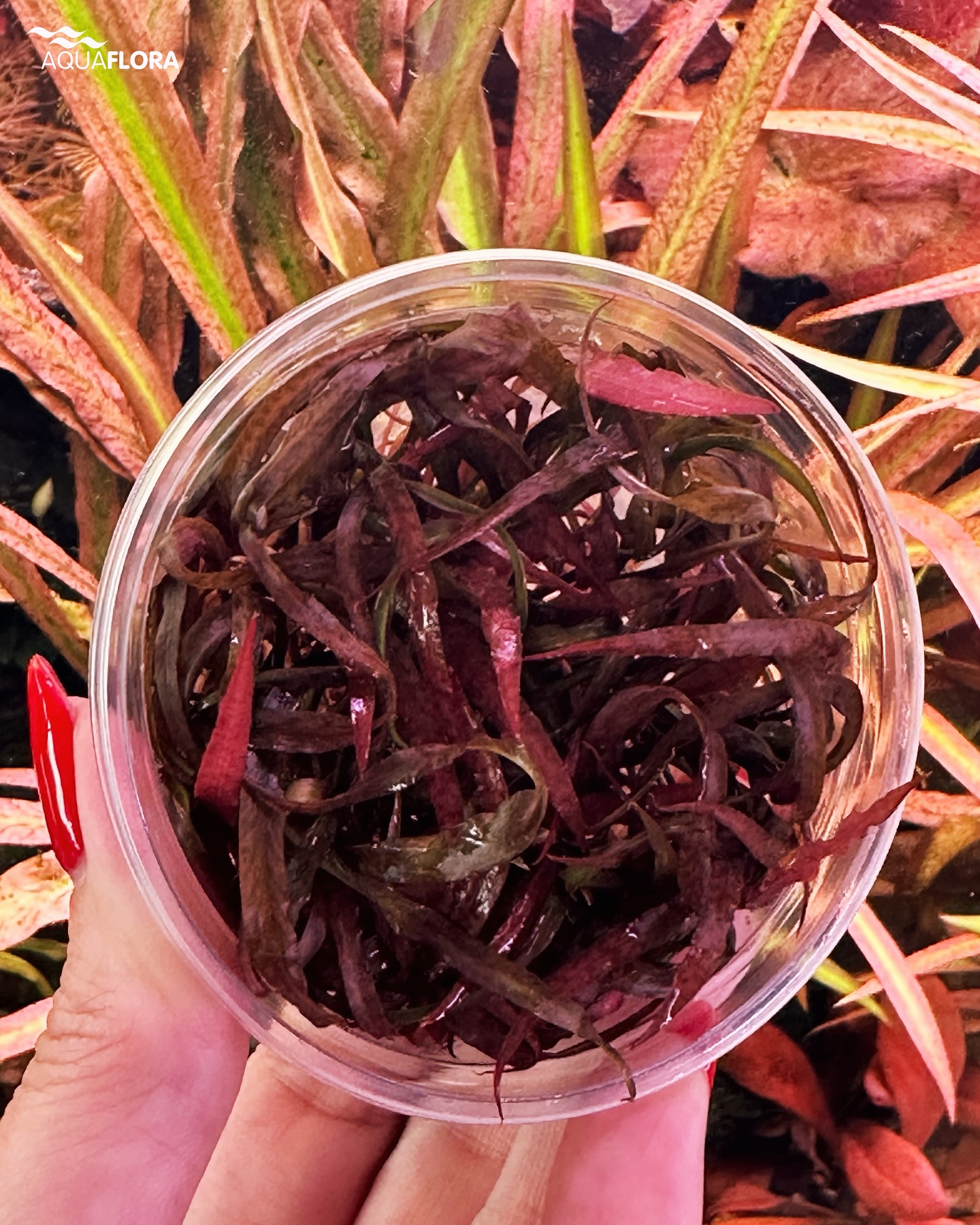 水草 Cryptocoryne striolata 'Bourgogne Red' Cryptocoryne Striolata